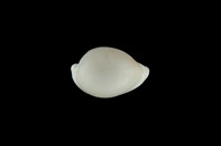 藏品(中華海兔螺)的圖片